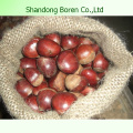 Importieren Sie frische Kastanie von Shandong